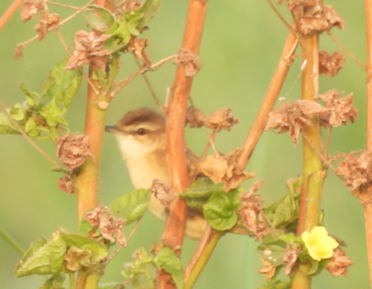 tartarsanger - ML646044750