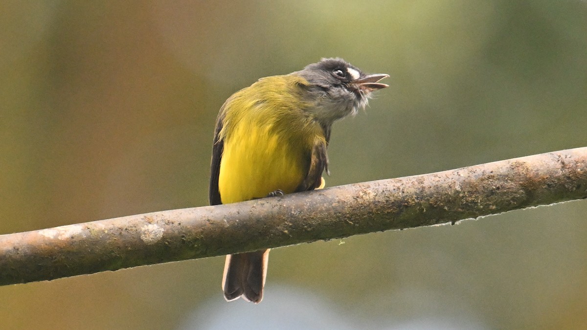 ornattyrann (ornatus/stellatus) - ML646044753