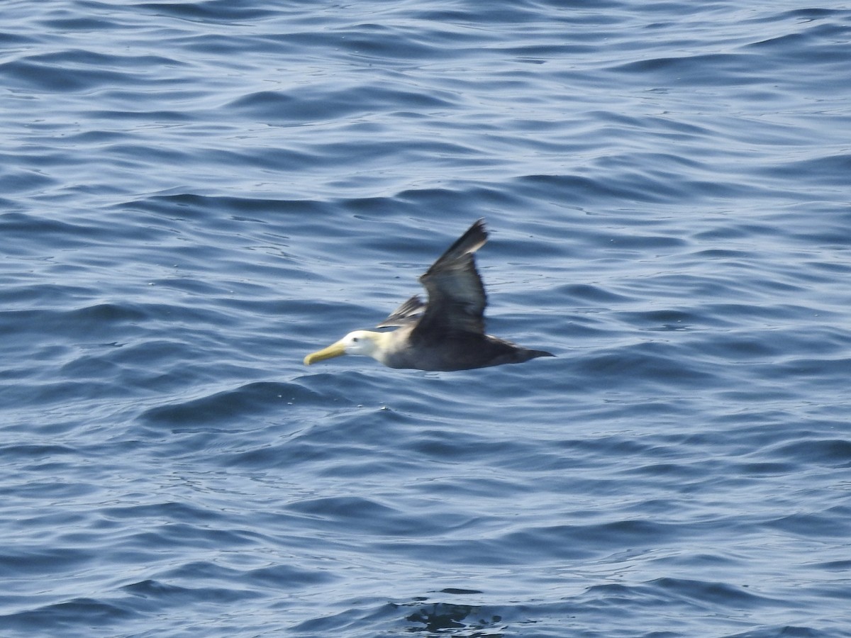 Albatros galapagoarra - ML646044754