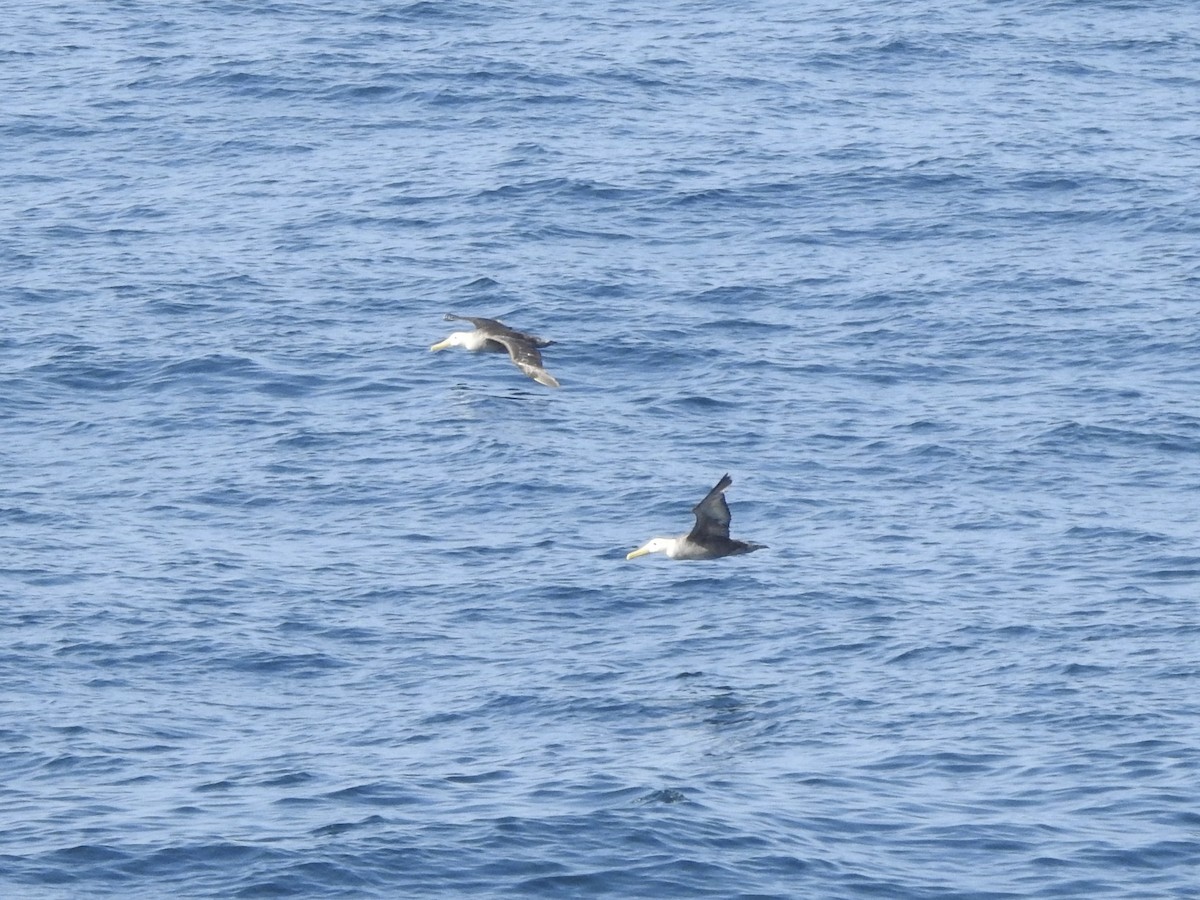 Albatros galapagoarra - ML646044755