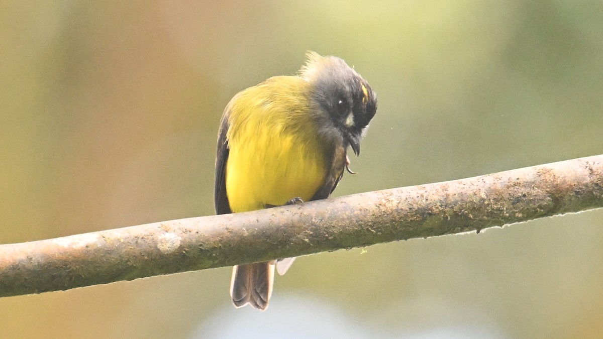 Ornate Flycatcher (Western) - ML646044757