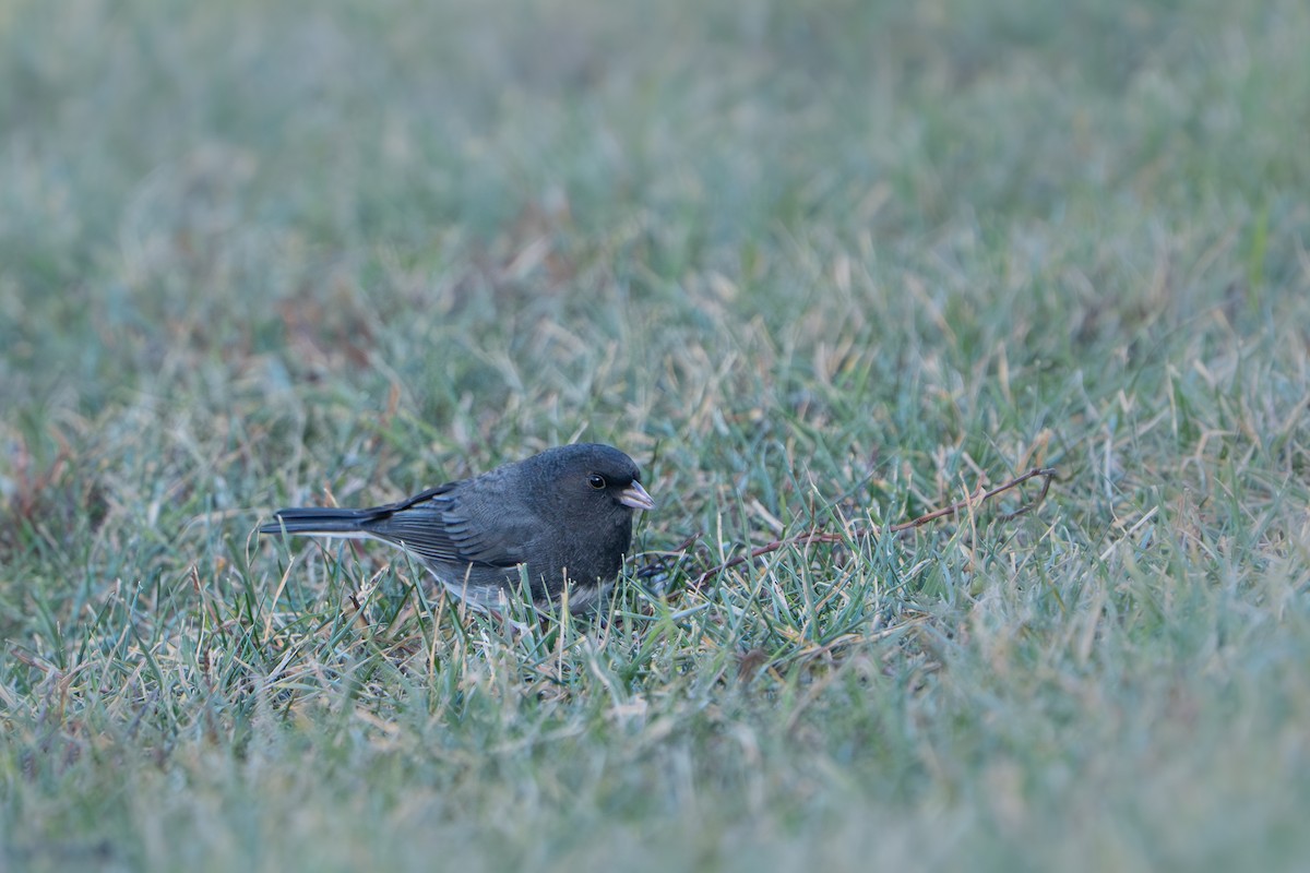 Dark-eyed Junco - ML646044759