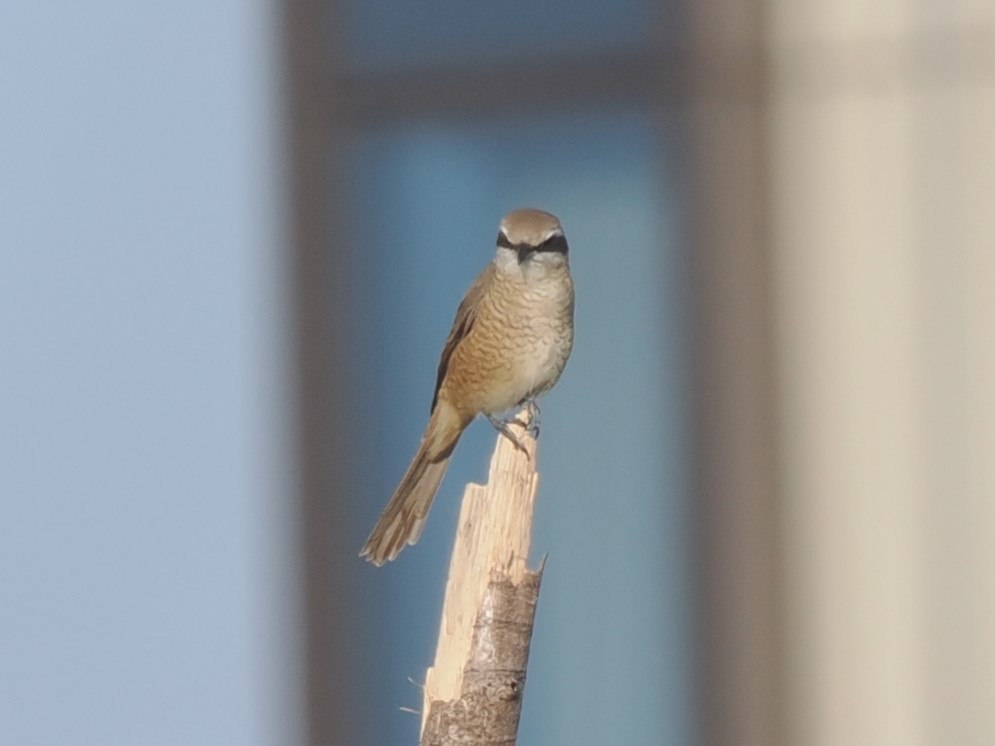 ťuhýk hnědý - ML646044762