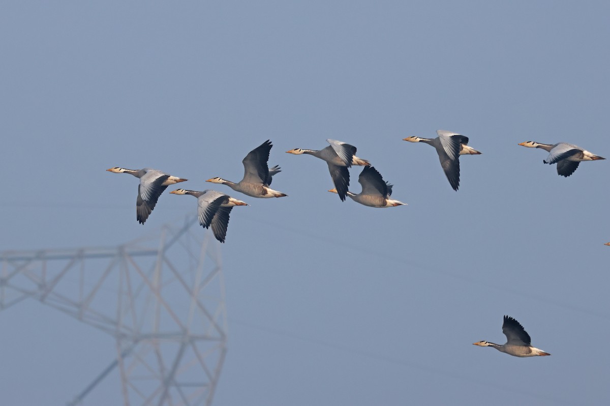 Гуска гірська - ML646044763