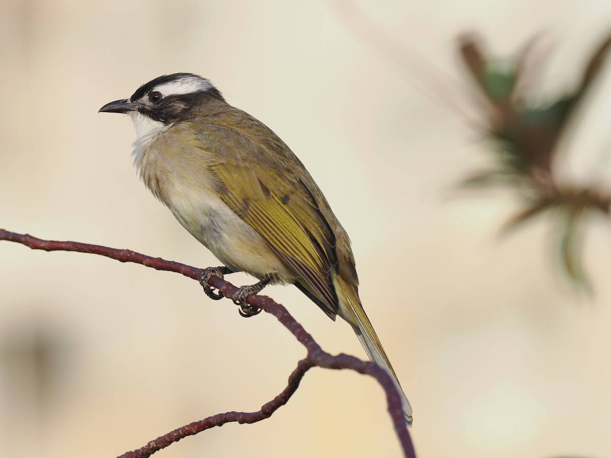 Light-vented Bulbul - ML646044772