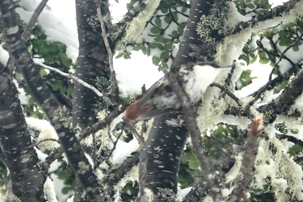 White-throated Treerunner - ML646044773