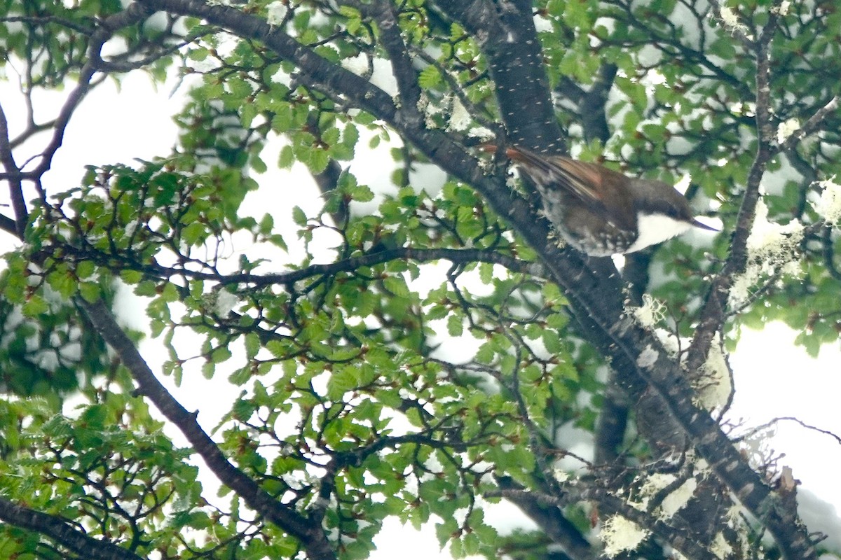 White-throated Treerunner - ML646044778