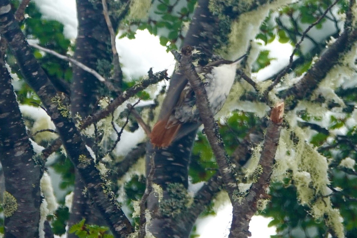 White-throated Treerunner - ML646044781