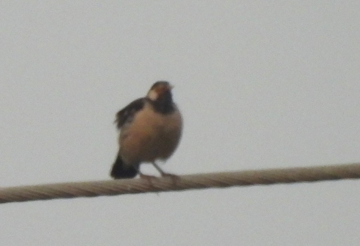 Indian Pied Starling - ML646044784
