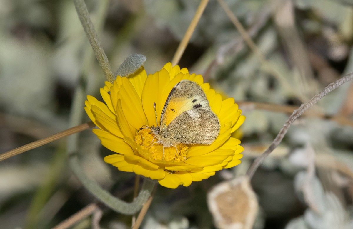 Animals - ML646044809