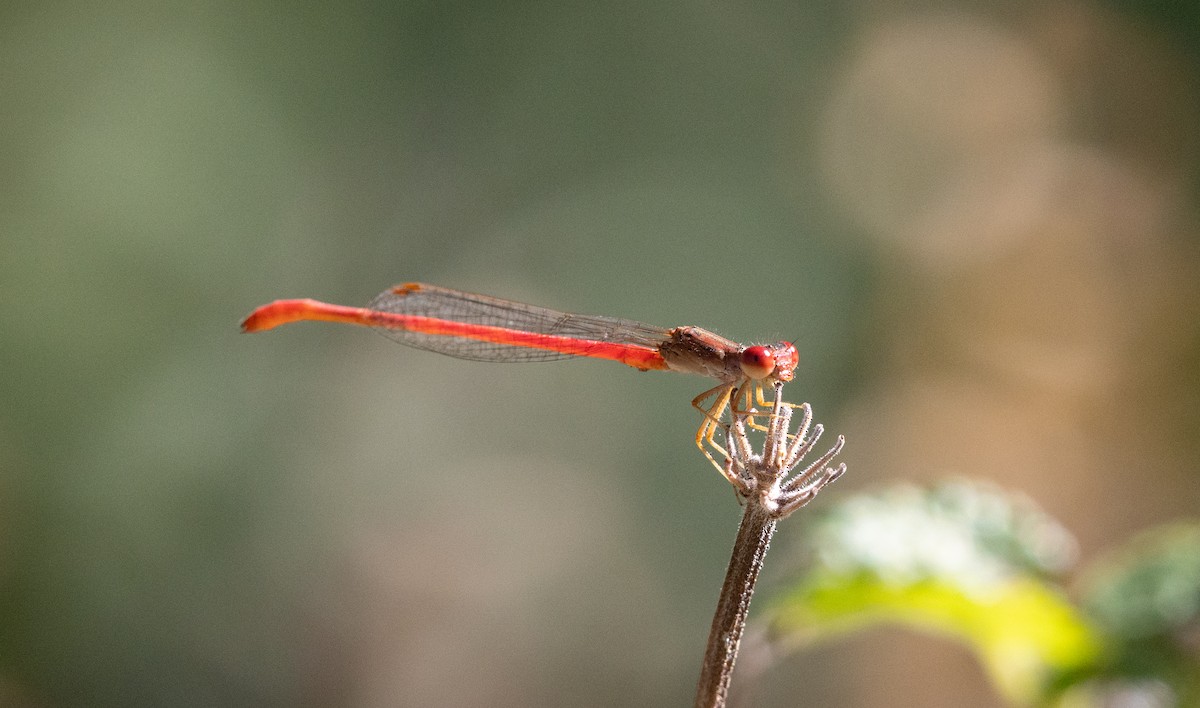 Animals - ML646044810