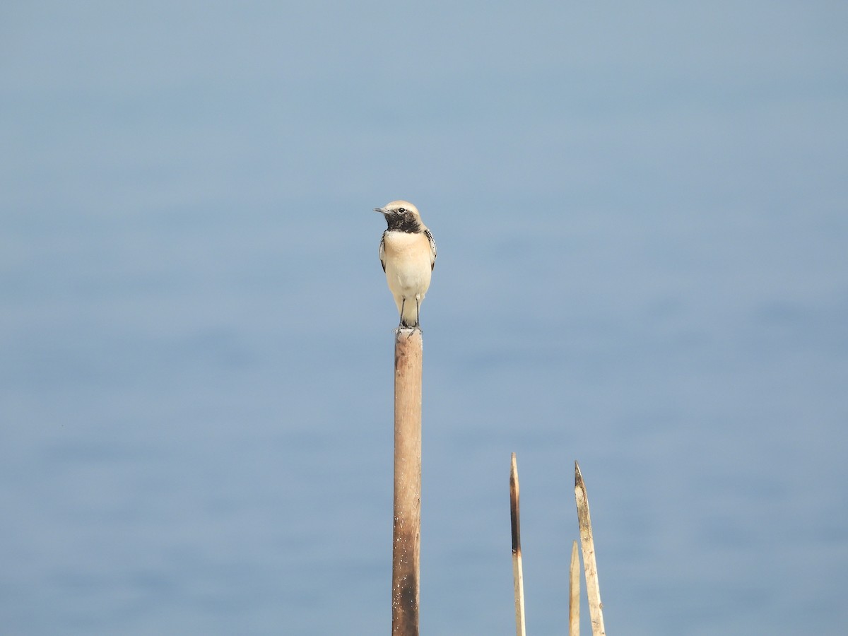 Desert Wheatear - ML646044811