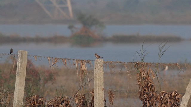 גיבתון לבן-גרון - ML646044833