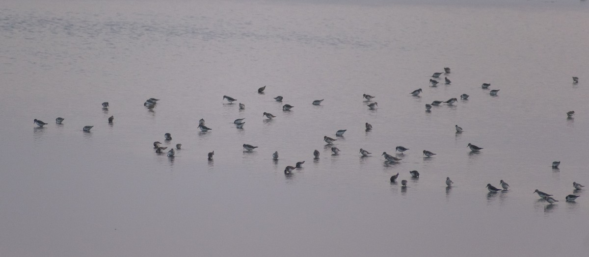 Little Stint - ML646044834