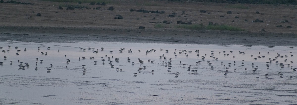 Little Stint - ML646044835