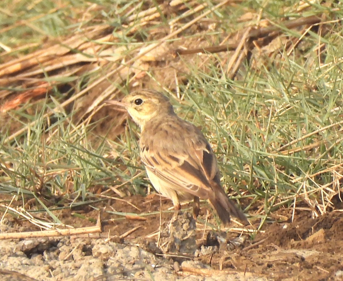 linduška úhorní - ML646044837