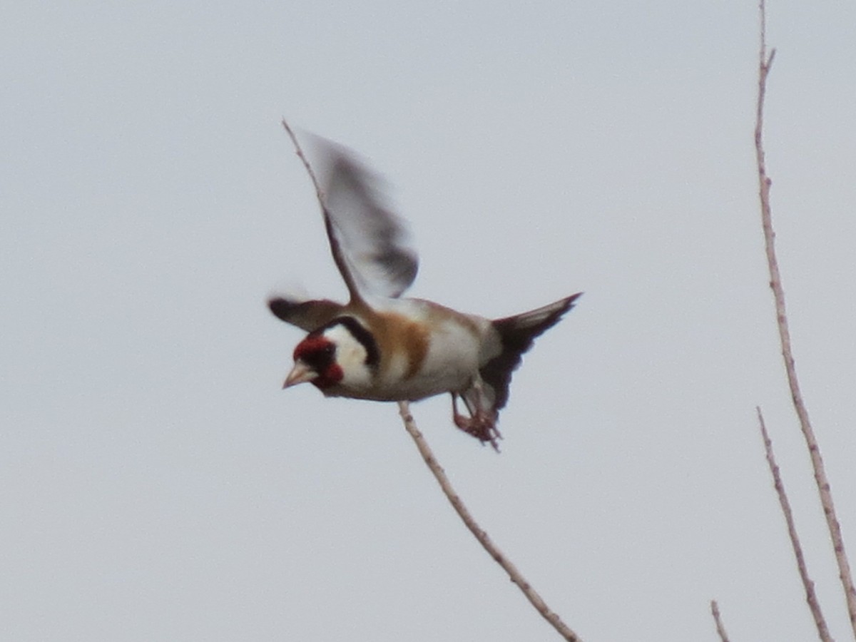 European Goldfinch - ML646044841