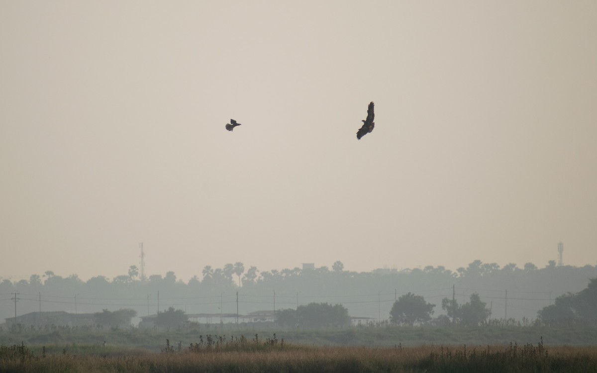 sokol stěhovavý - ML646044850