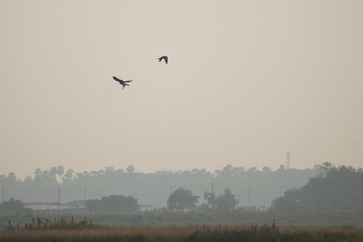 sokol stěhovavý - ML646044851