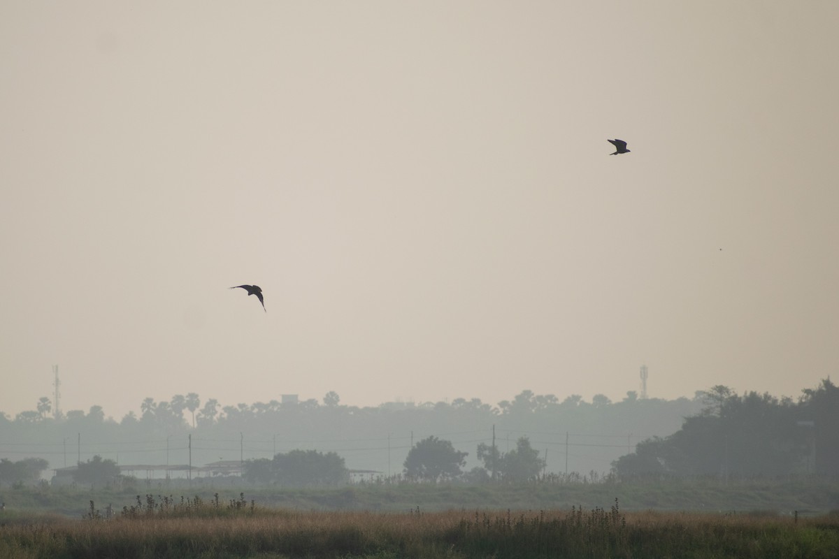 sokol stěhovavý - ML646044853