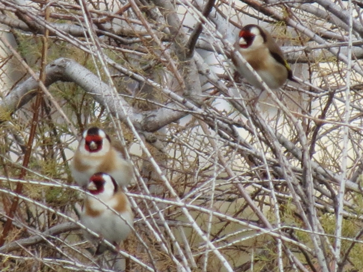 European Goldfinch - ML646044856