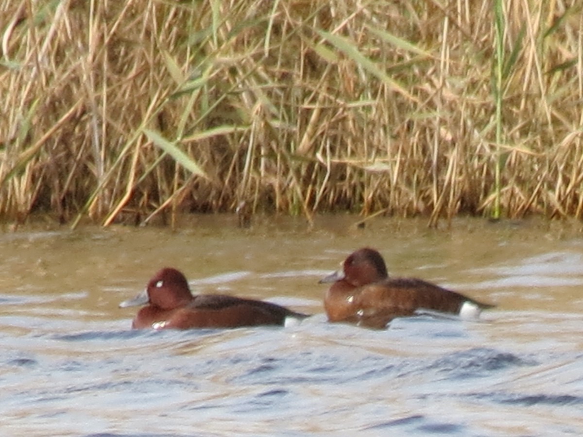 Ferruginous Duck - ML646044880