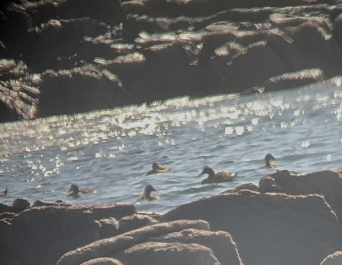 Eider arrunta - ML646044882