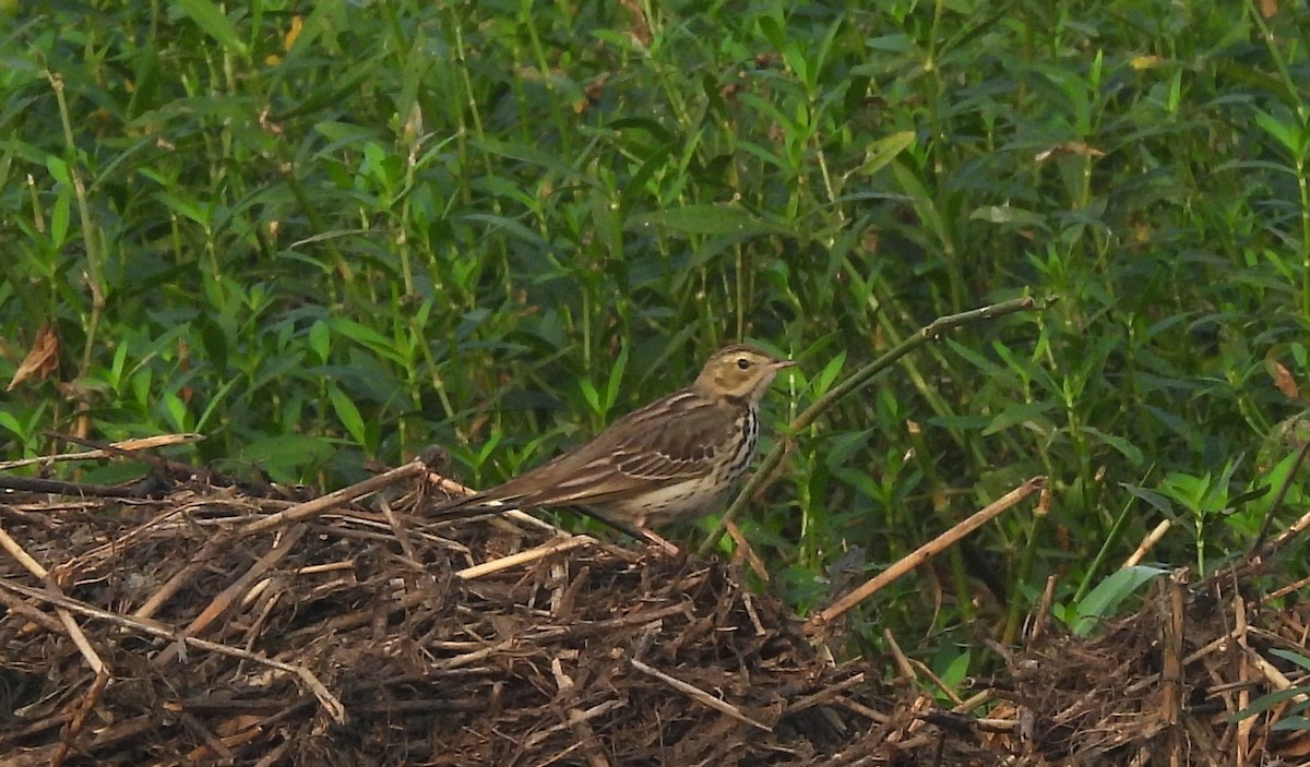 linduška lesní - ML646044884