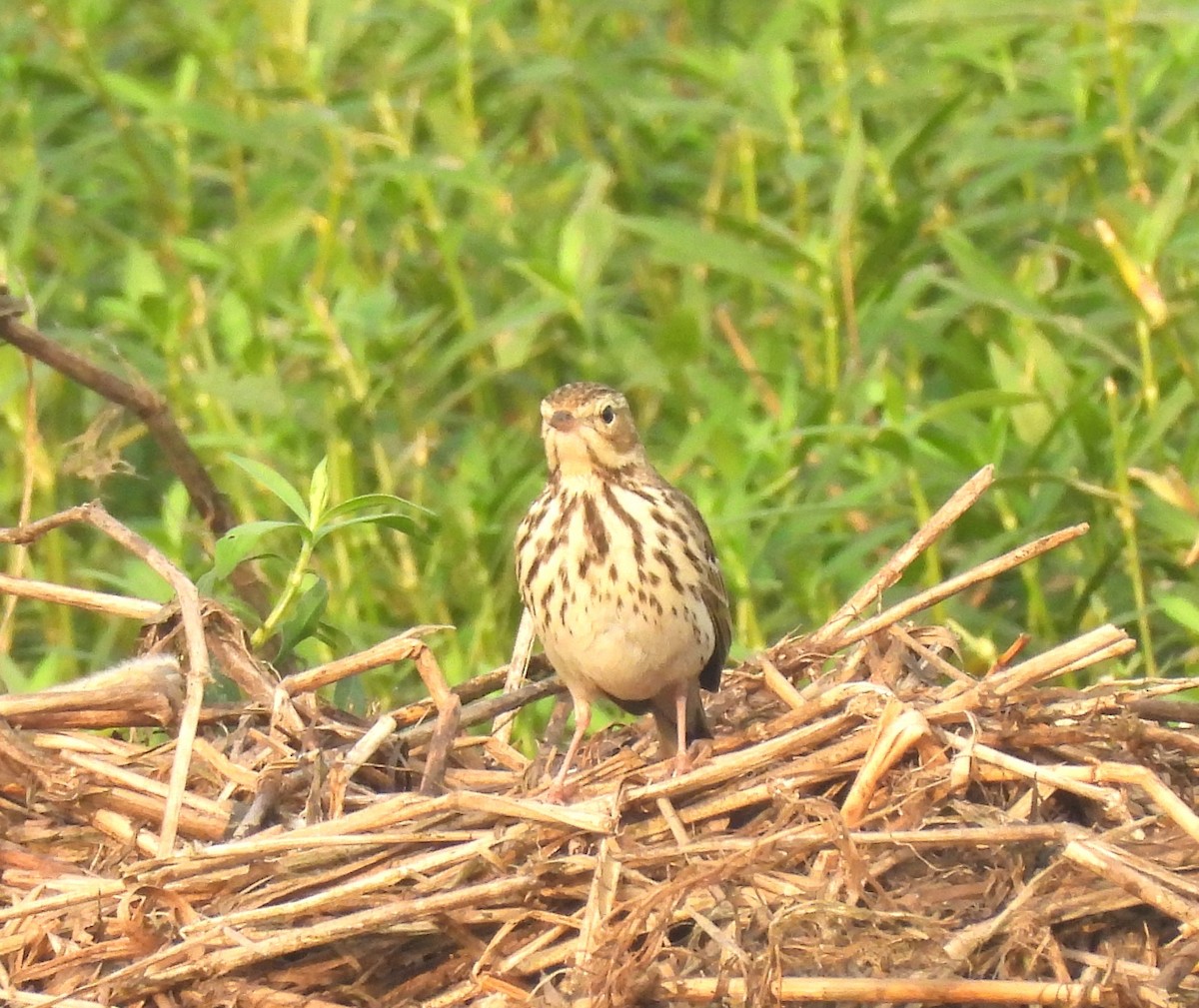 linduška lesní - ML646044886