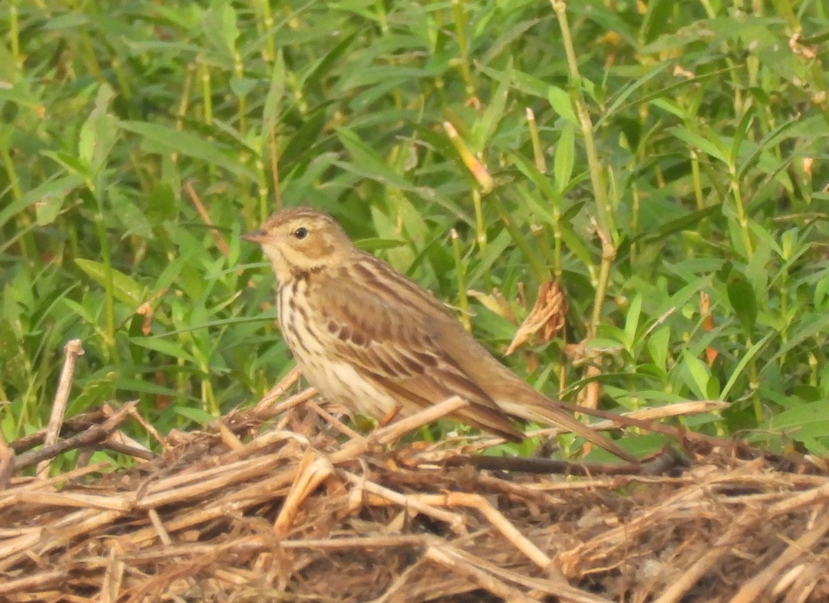 linduška lesní - ML646044887