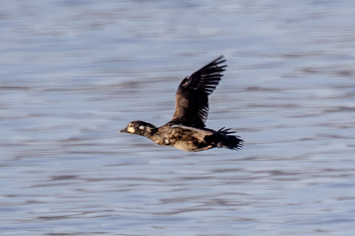 Harlequin Duck - ML646044888