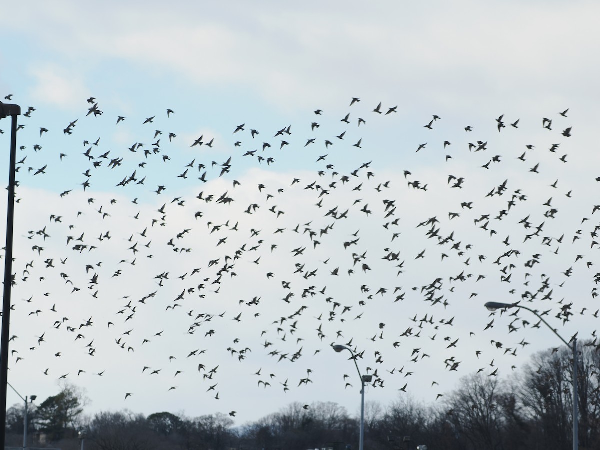 European Starling - ML646044889
