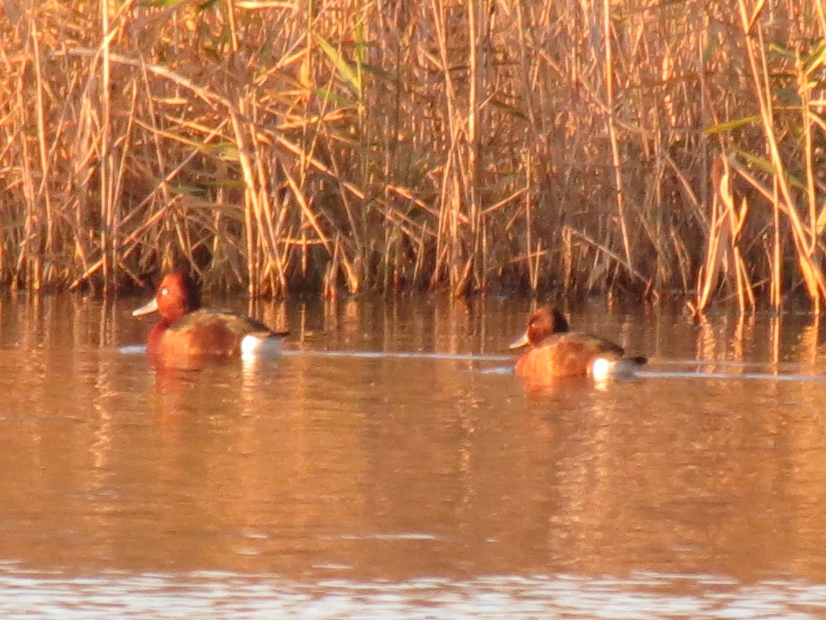 Ferruginous Duck - ML646044895