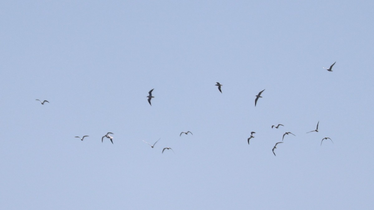 Mongolian Gull - ML646044900