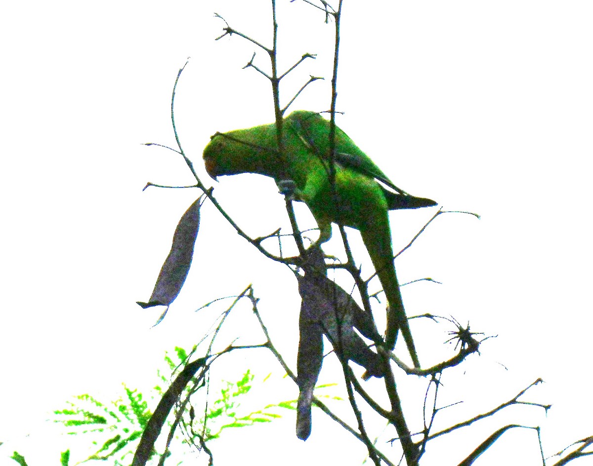 Rose-ringed Parakeet - ML646044902
