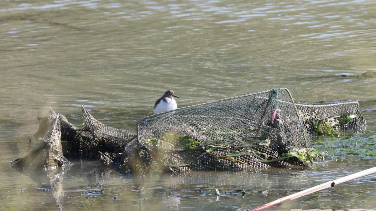 Common Sandpiper - ML646044903