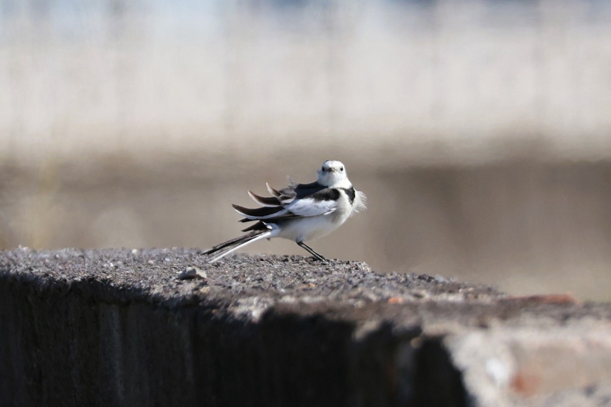 White Wagtail - ML646044904
