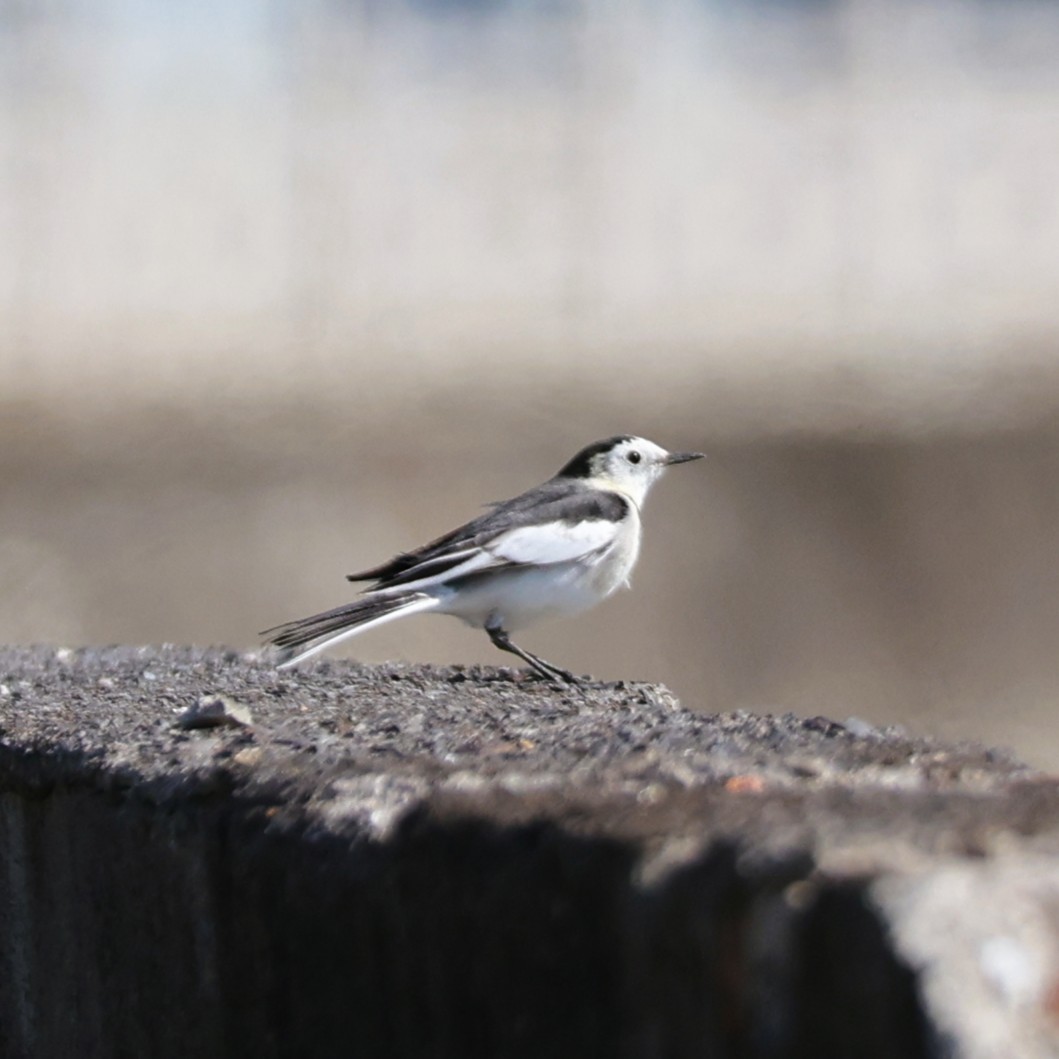 White Wagtail - ML646044905