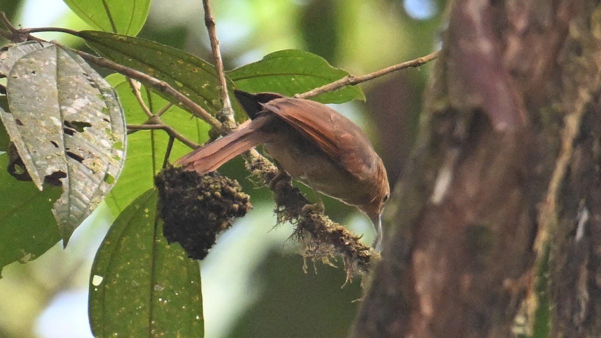 Buff-fronted Foliage-gleaner - ML646044907