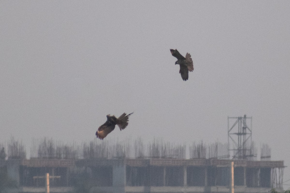 Western Marsh Harrier - ML646044908