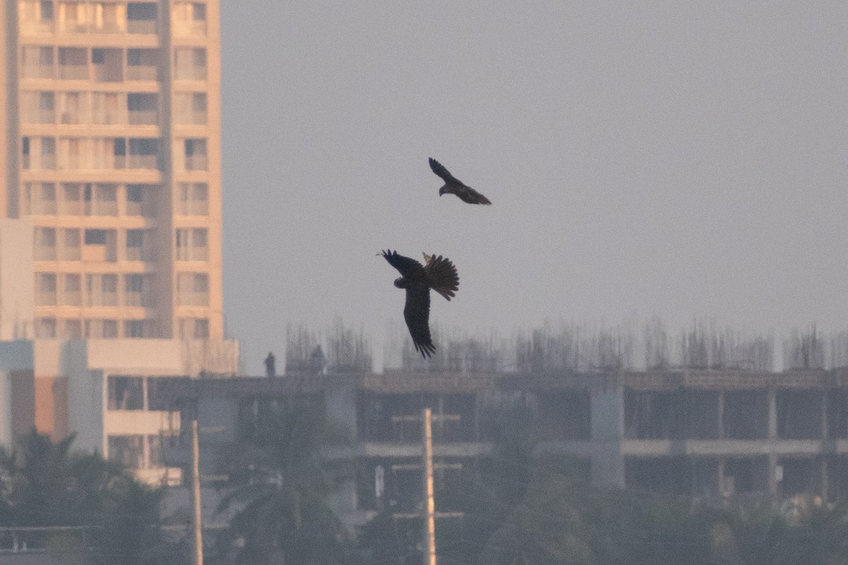Western Marsh Harrier - ML646044909