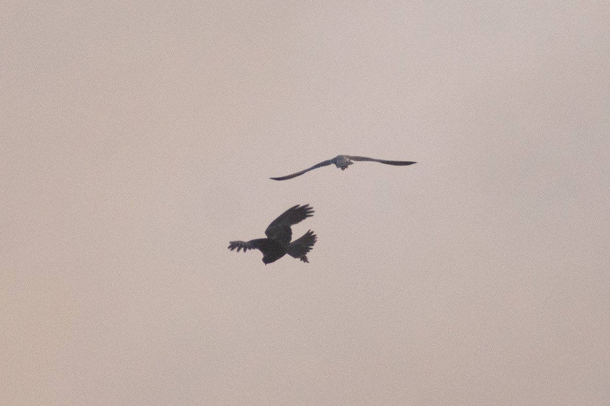Western Marsh Harrier - ML646044910