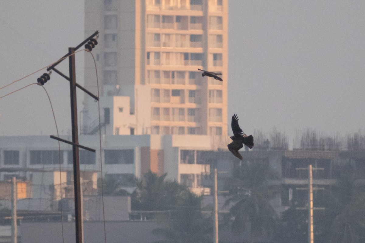 Western Marsh Harrier - ML646044911