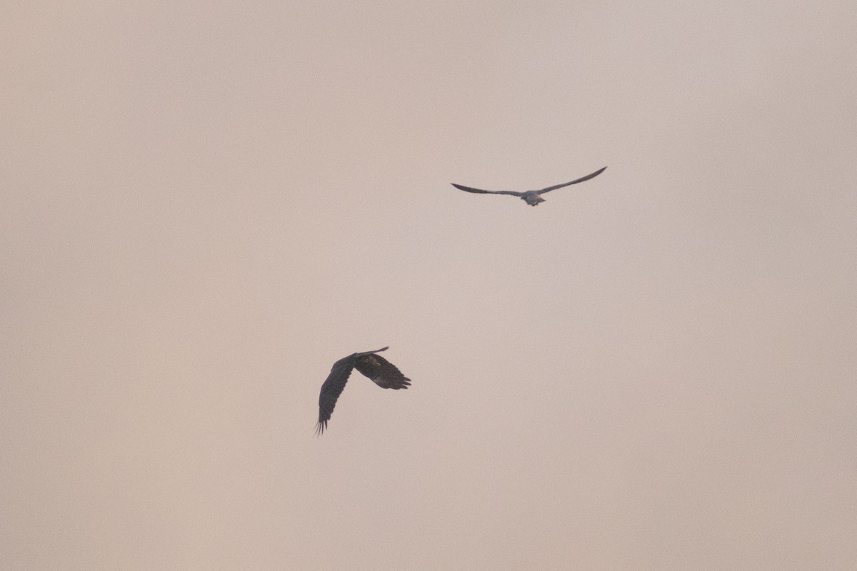 Western Marsh Harrier - ML646044912