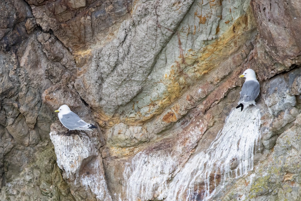 Black-legged Kittiwake - ML646044913