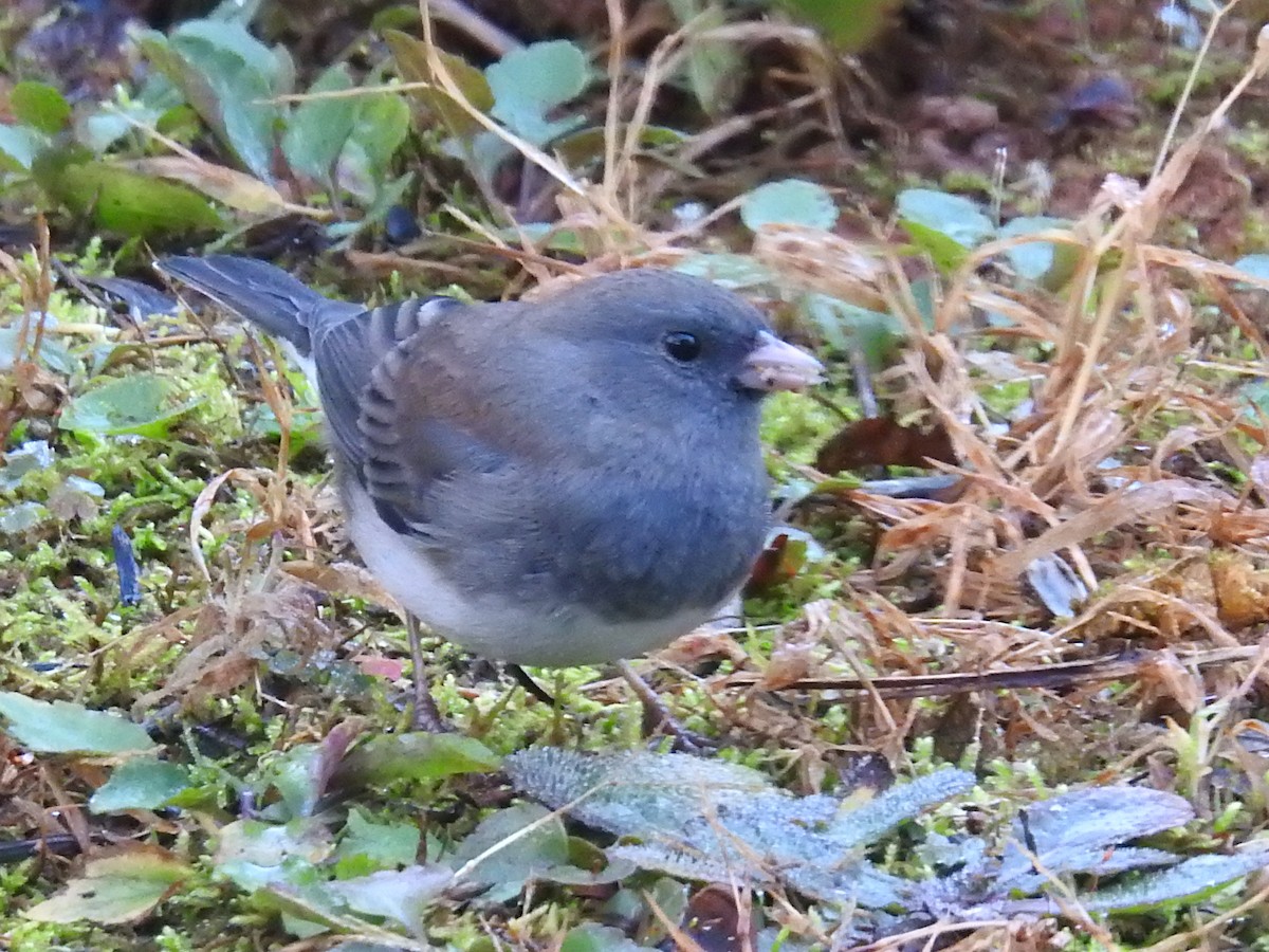 Dark-eyed Junco - ML646044916