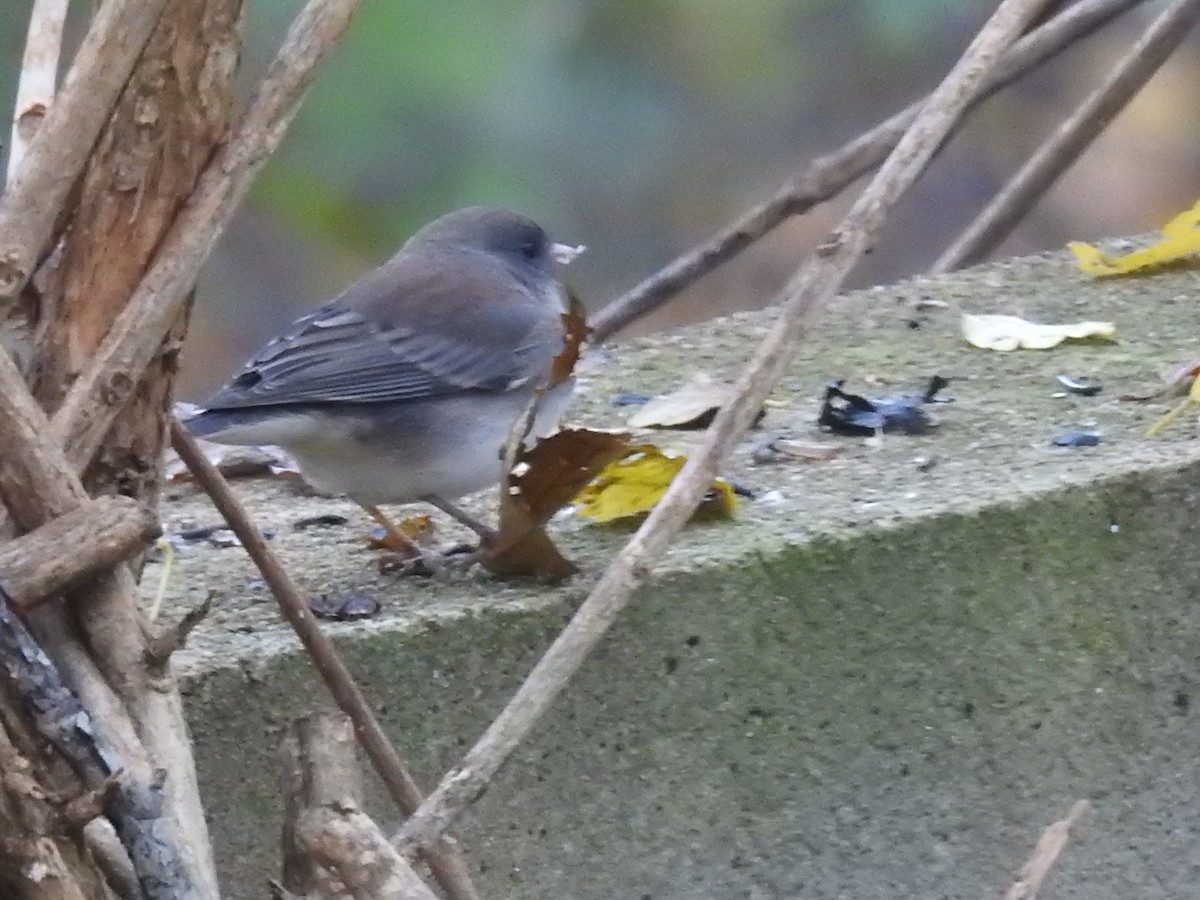 Dark-eyed Junco - ML646044919