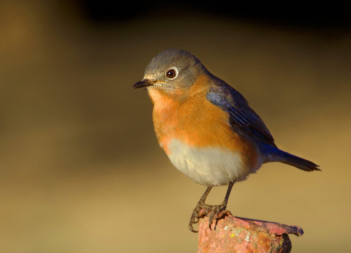 Eastern Bluebird - ML646044920