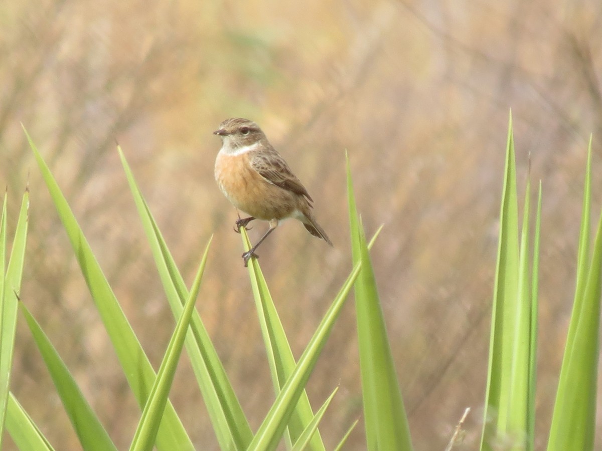 European Stonechat - ML646044922