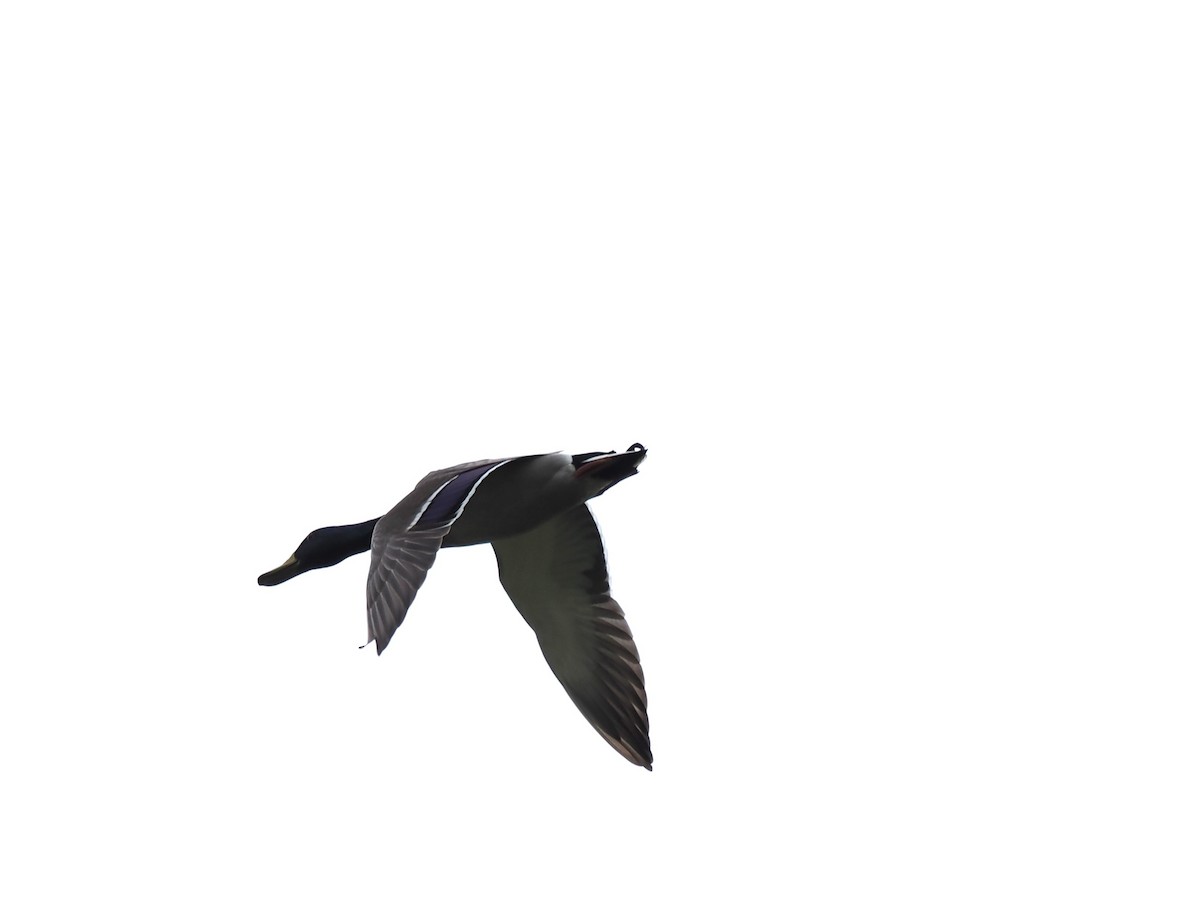 Mallard - ML646044923